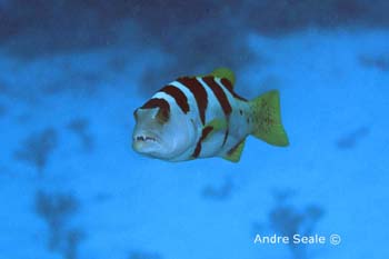 UW231-4 (giant coral grouper juvenile)Andre Seale